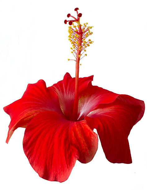 istock Red hibiscus flower 463107759