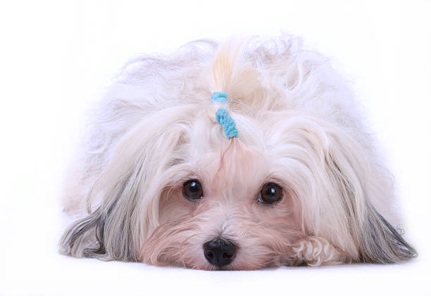istock Havanese in front of white background 463108041