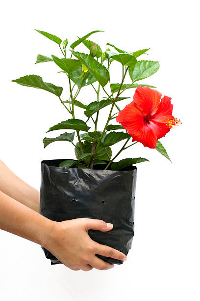 mano che tiene un fiore di ibisco - potted plant hibiscus herb beauty in nature foto e immagini stock