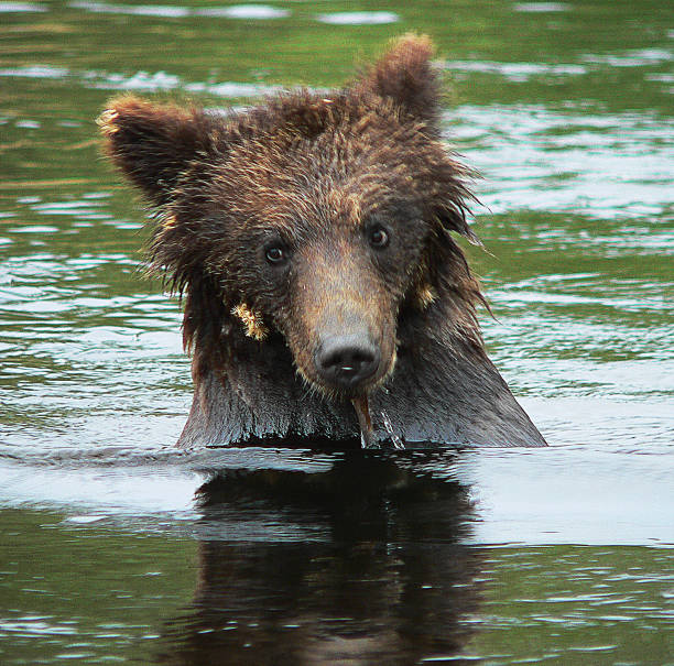 istock Bear swims in the lake 463112145