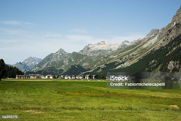 Sils Mariaengadinasvizzera - Fotografie stock e altre immagini di Albero - Albero, Albero sempreverde, Ambientazione esterna