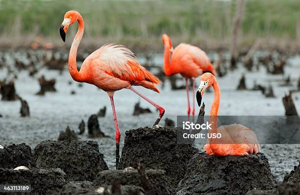 Flamingo Kolonii - zdjęcia stockowe i więcej obrazów Flaming - Flaming, Gniazdo zwierzęce, Siedzieć