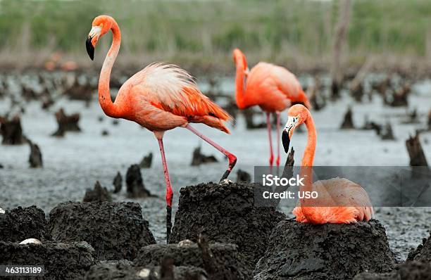 Flamingo Colónia - Fotografias de stock e mais imagens de Flamingo - Flamingo, Ninho de animal, Sentar-se