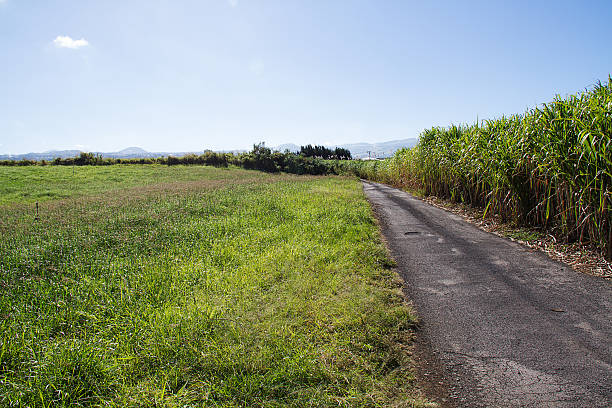 Country road, Reunion Island, on one side a sugar cane field, on the other the cane has been cut and the land is waiting for the next plantatation.