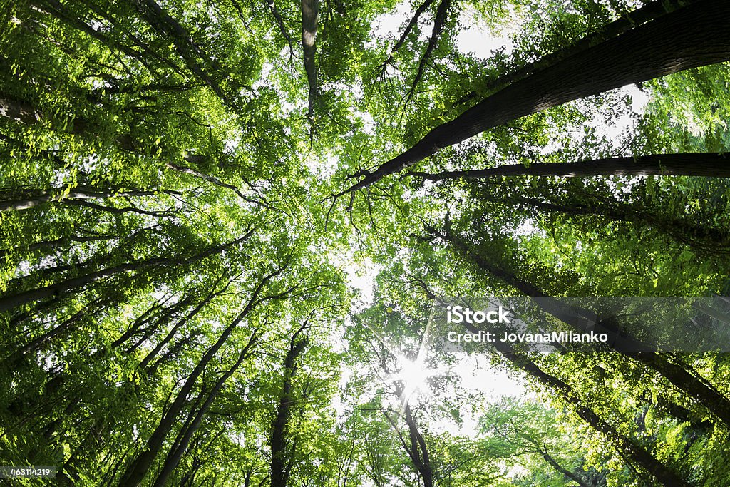 Spring in Woods Tree Tops in Summer Abstract Stock Photo