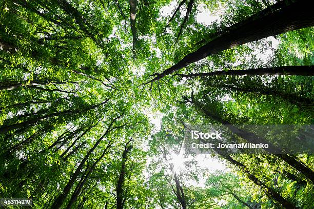 Spring In Woods Stock Photo - Download Image Now - Abstract, Contrasts, Grove