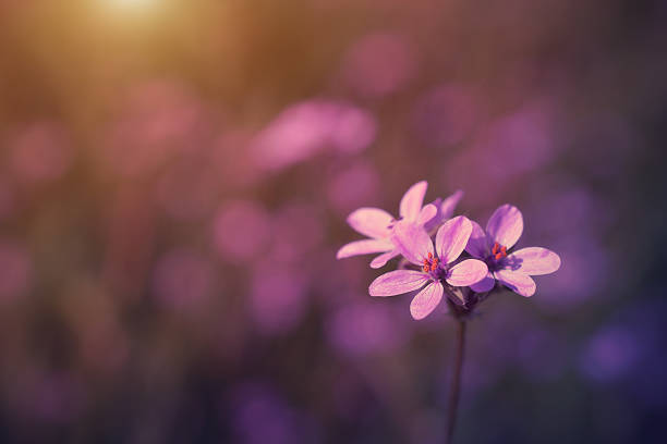 ビンテージ写真の野生の花の夕日 - 一輪の花 ストックフォトと画像