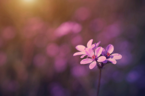 Chrysanthemum Petals Purple Blue Pink Gradient Pattern Ombre Flower Lilac Ultra Violet Floral Abstract Background Holographic Natural Texture Sunlight Tilt Defocused Soft Focus Extreme Close-Up Macro Photography for presentation, flyer, card, poster, brochure, banner