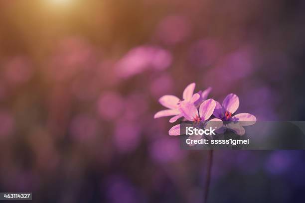 Vintage Photo Of Wild Flower In Sunset Stock Photo - Download Image Now - Flower, Close-up, Single Flower
