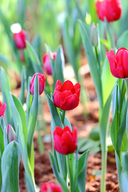 istock coloured tulip on nature background 463114447