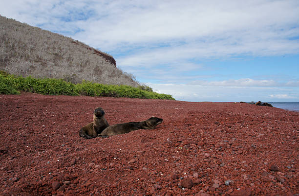 istock Sea Lion Pups on the Beach 463114793