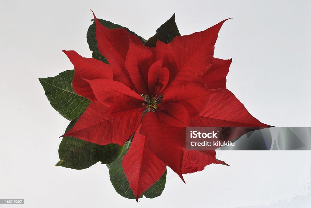 The Star of Bethlehem Poinsettias- The Star of Bethlehem, symbol of Christmas on white background Christmas Stock Photo