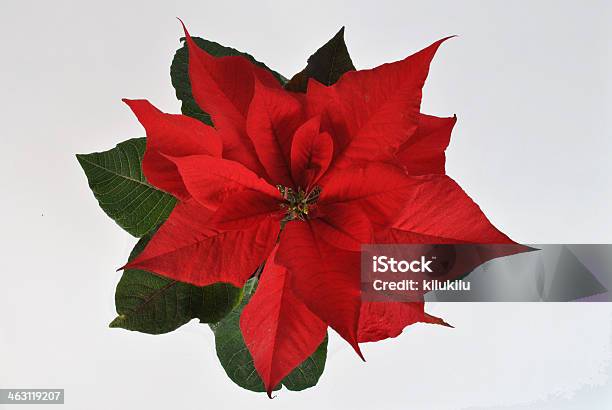 The Star Of Bethlehem Stock Photo - Download Image Now - Christmas, Flower, Horizontal