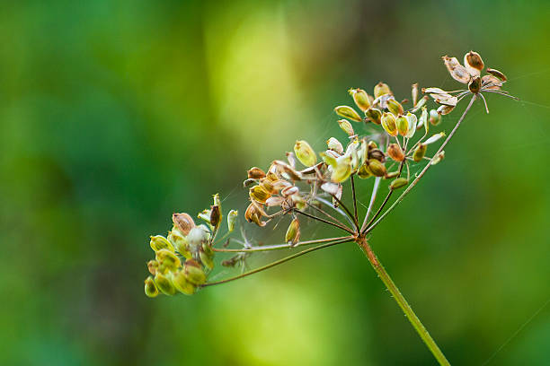 Meadow in yellow sunlight (ipe chervil seeds-Anthriscus cerefolium) Ripe chervil (Anthriscus cerefolium) seeds in sunny meadow cerefolium stock pictures, royalty-free photos & images