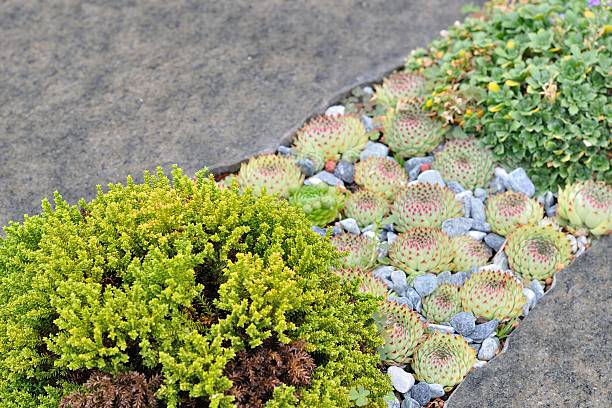 istock Small green plant, houseleek between gray stones 463121937