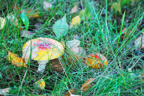 Two amanitas in an autumn forest