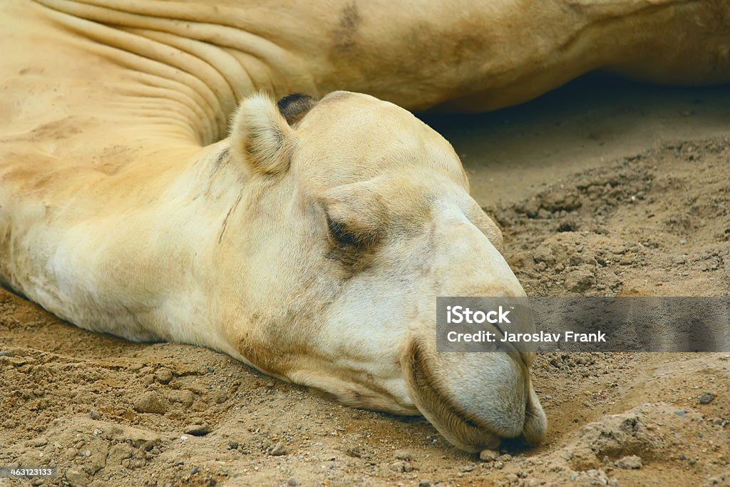 Branco camel's head - Royalty-free Líbia Foto de stock