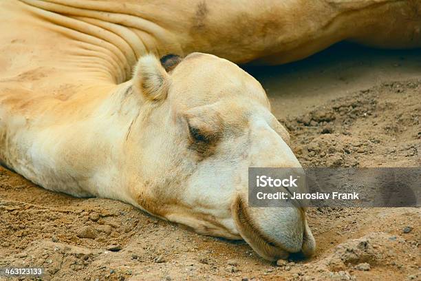 Branco Camels Head - Fotografias de stock e mais imagens de Líbia - Líbia, Animal, Animal de Safari