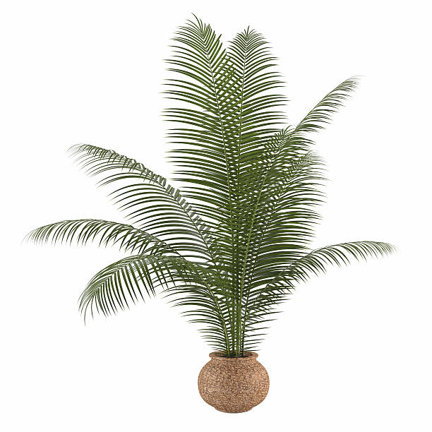istock Palm plant in the pot 463123449