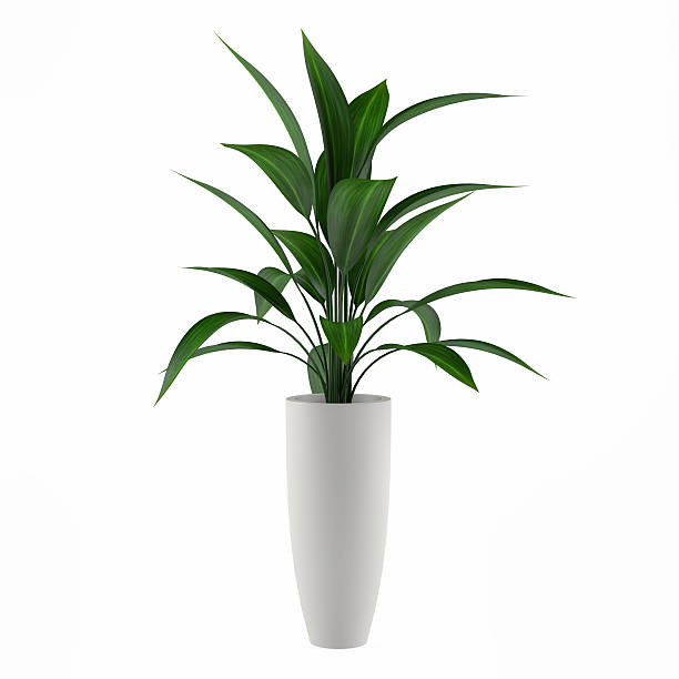 istock plant isolated in the pot 463123467