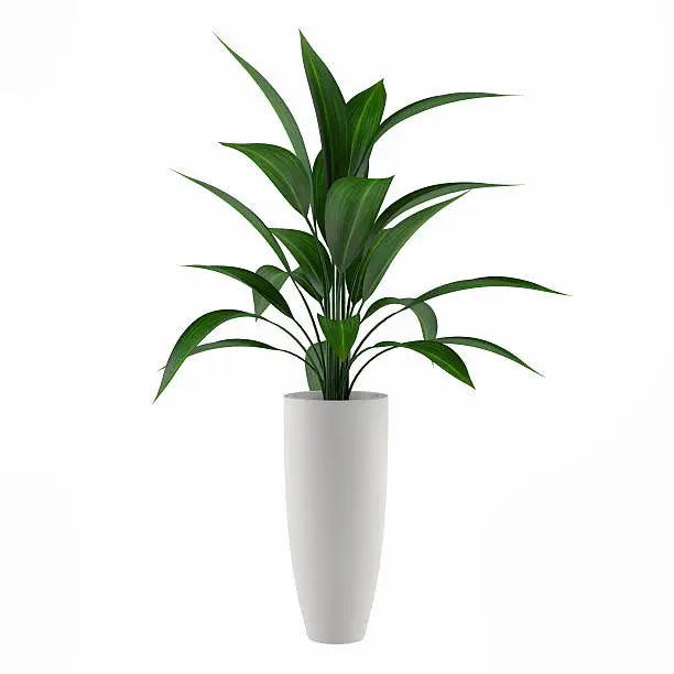 plant isolated in the pot at the white background