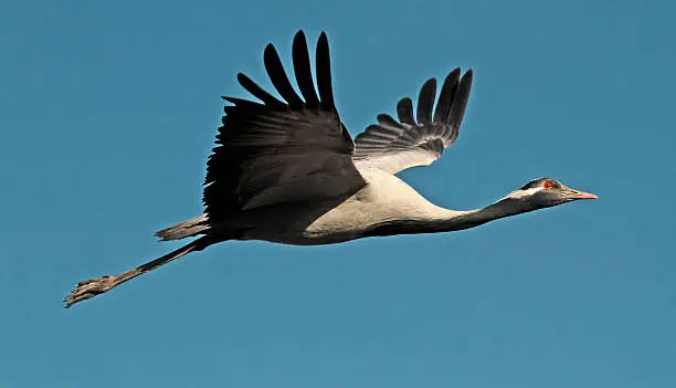Demoiselle crane flying