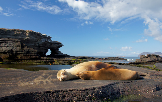 Sea Lions relaxing in Egas Port on Santiago Island in the Galapagos
