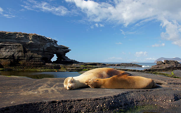 Sea Lions relaxing in Egas Port stock photo
