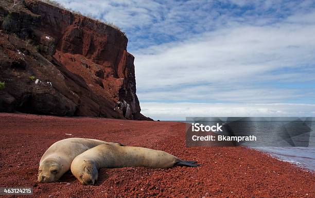 Seelöwen Sich Auf Einem Lava Beach Stockfoto und mehr Bilder von Insel Jervis Island - Insel Jervis Island, Galapagos-Seelöwe, Galapagosinseln