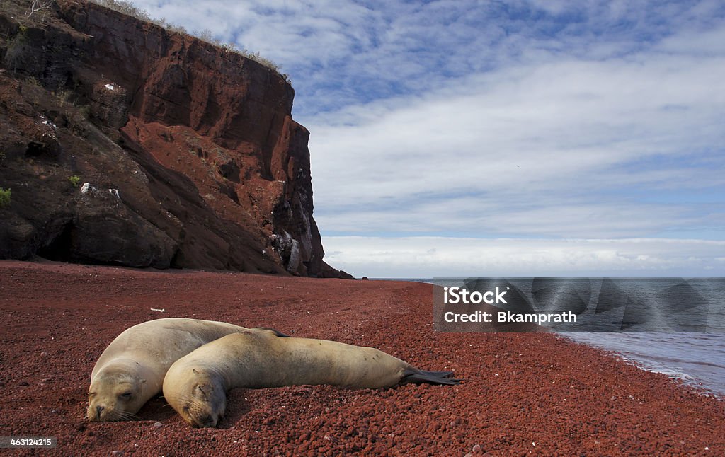 Leoni marini rilassante su una spiaggia di lava - Foto stock royalty-free di Isola di Rabida