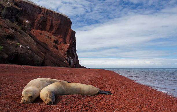 Sea Lions relaxing on a lava beach