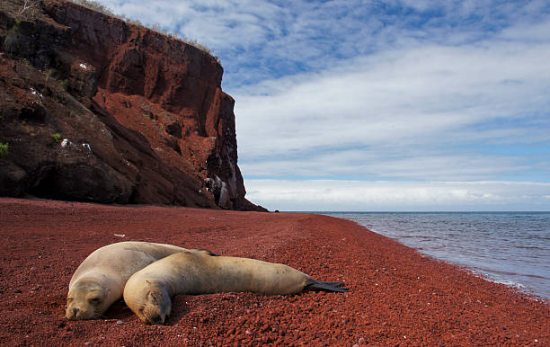 Sea Lions relaxing on a lava beach stock photo