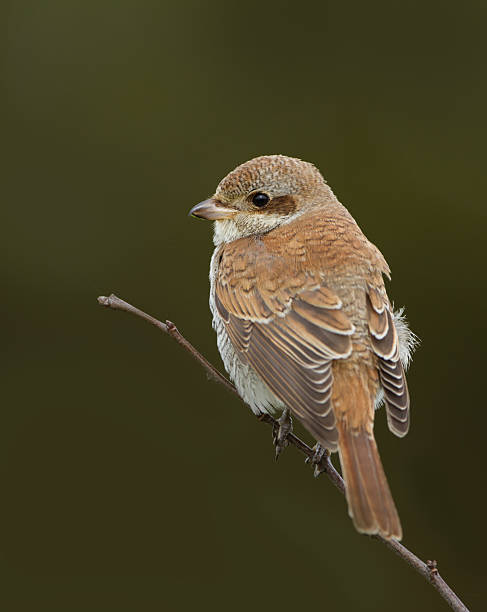 Juvenile Red Backed Shrike stock photo