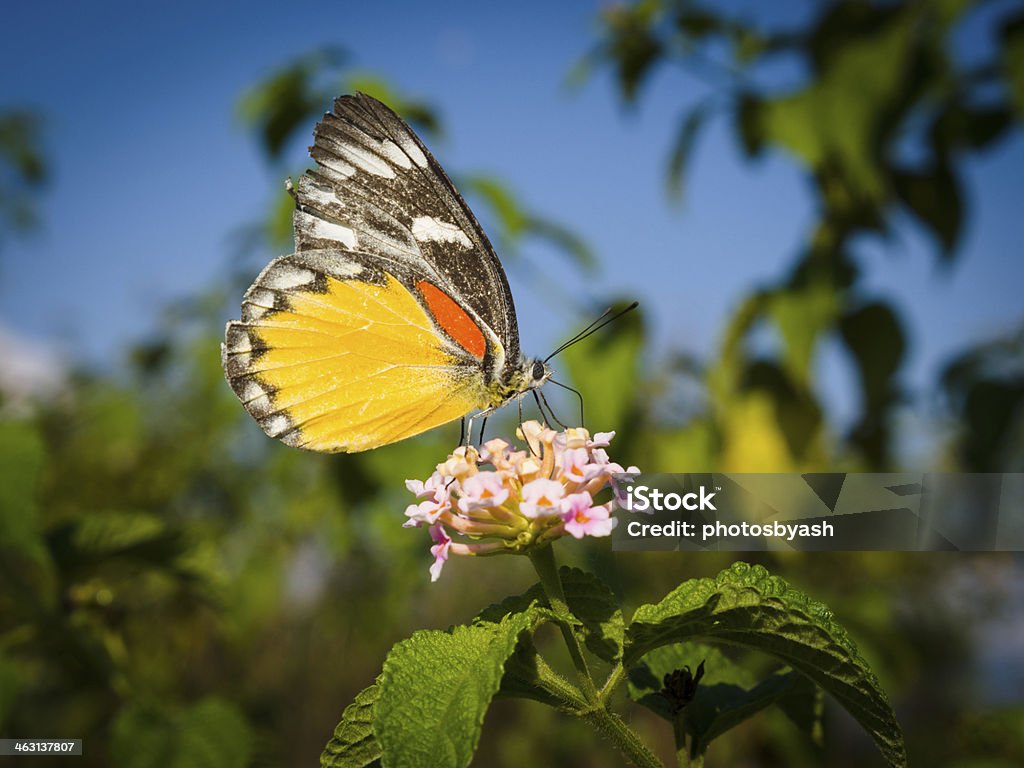 Butterfly Colourful butterfly feeding on a flower near Pokhara, Nepal Animal Stock Photo