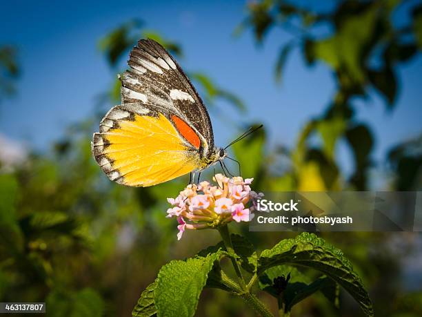 Butterfly Stock Photo - Download Image Now - Animal, Animal Body Part, Animal Wing