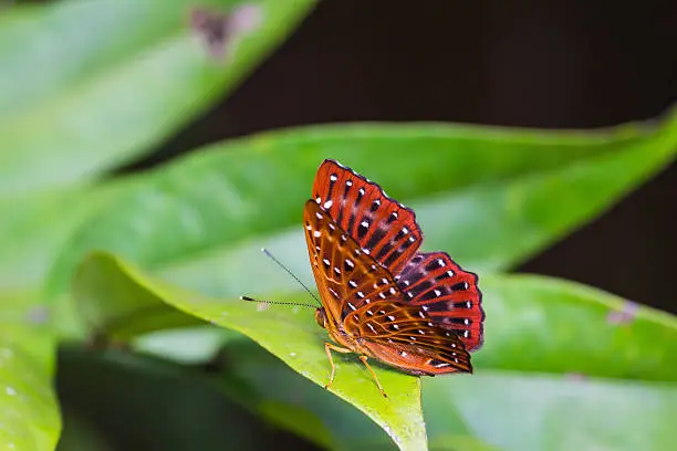 Close up of common Punchinello (Zemeros flegyas) butterfly perching on green leaf