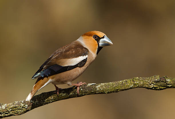 Male Hawfinch stock photo