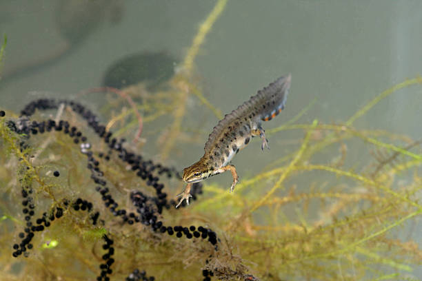 istock Smooth newt, Triturus vulgaris 463138863