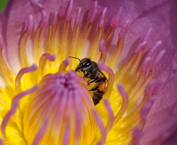 istock pink lotus and bee Close-up 463139461