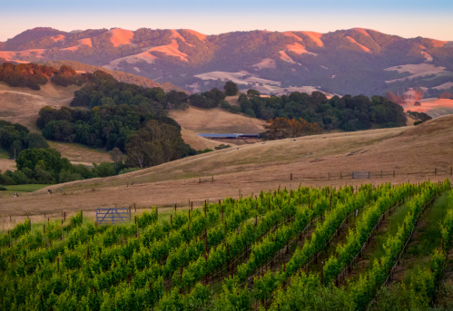 The coastal hills near Petaluma, California glow in the setting sun in the background as a vineyard graces a hill in front of a dairy farm.