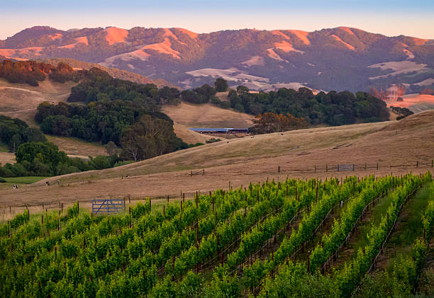 Sunset in the Vines The coastal hills near Petaluma, California glow in the setting sun in the background as a vineyard graces a hill in front of a dairy farm. sonoma county stock pictures, royalty-free photos & images