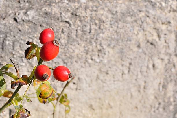 istock Briar, wild rosehip shrub with blurred stone in background 463140629