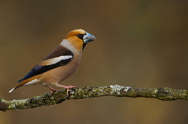 Male Hawfinch stock photo