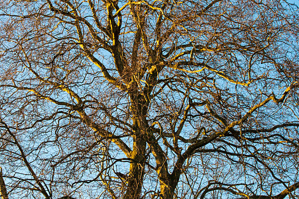 arbre au sommet d'un arbre d'hiver no leafs ciel bleu azur. - poplar tree treetop forest tree photos et images de collection