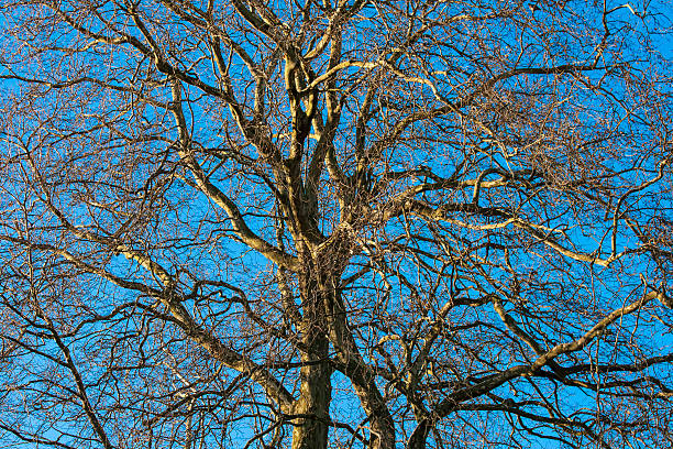 arbre au sommet d'un arbre d'hiver no leafs ciel bleu azur. - poplar tree treetop forest tree photos et images de collection