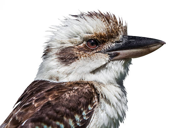 istock Native Australian Kookaburra isolated on white 463141829