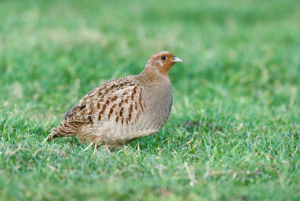 Grey partridge,  Perdix perdixx Grey partridge,  Perdix perdix, single bird on ground, UK perdix stock pictures, royalty-free photos & images