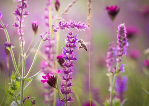 The bee is harvesting nectar from flowers, close-up.