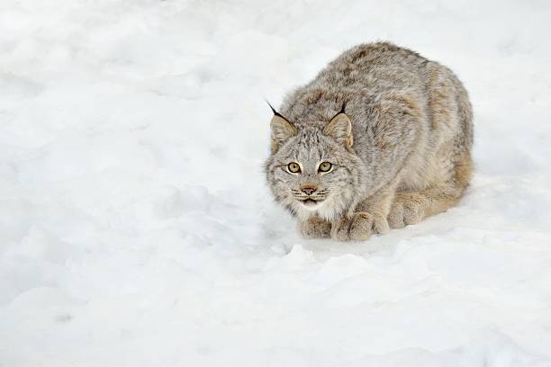 bobcat in snow stock photo