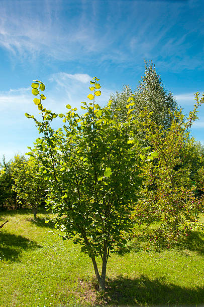 성숙 of 헤이즐넛을 - hazelnut nut hazel tree tree 뉴스 사진 이미지